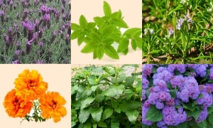 plants that repel mosquitoes